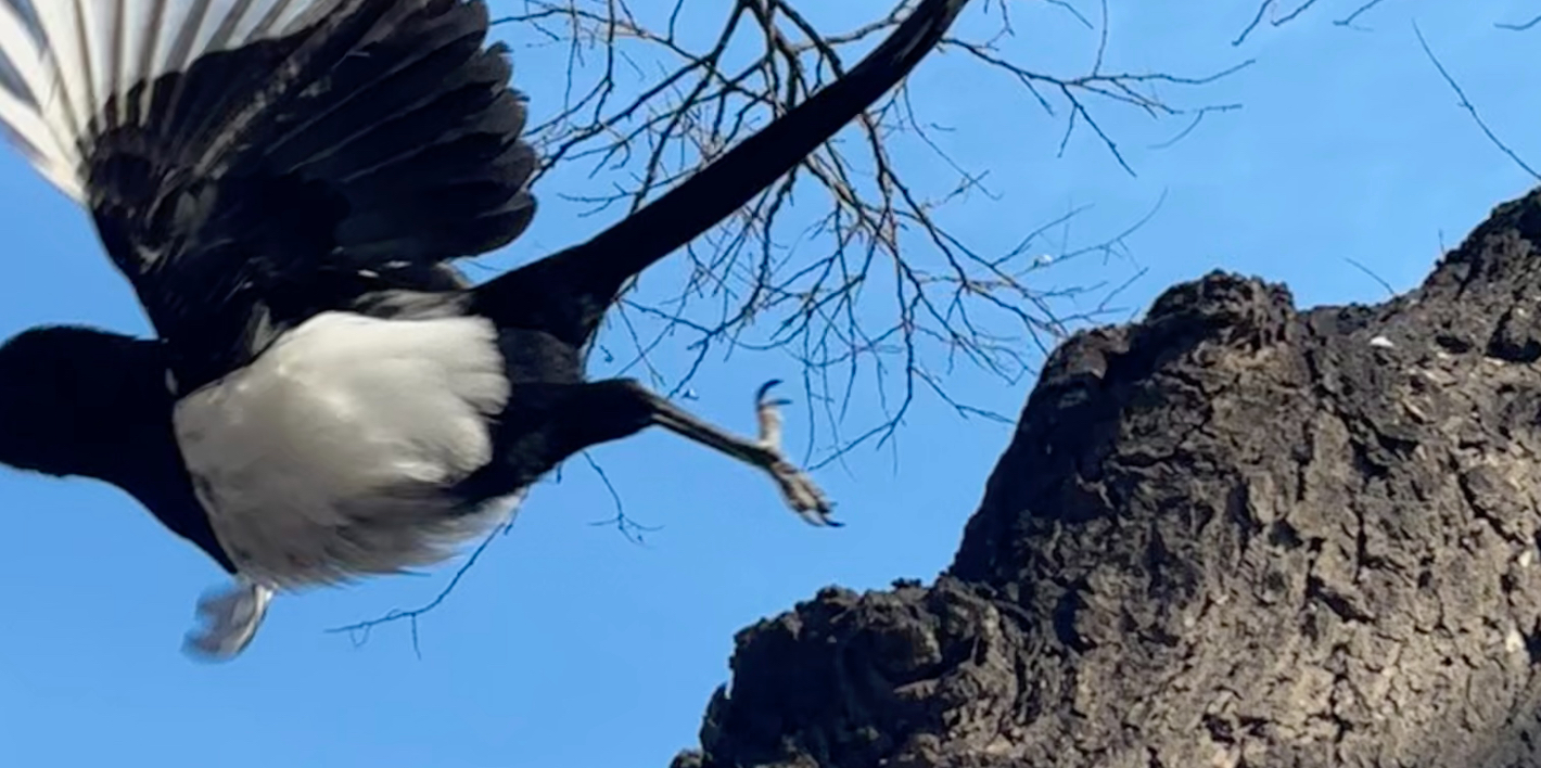 Thoughts on a Good Life Without Self-Discipline